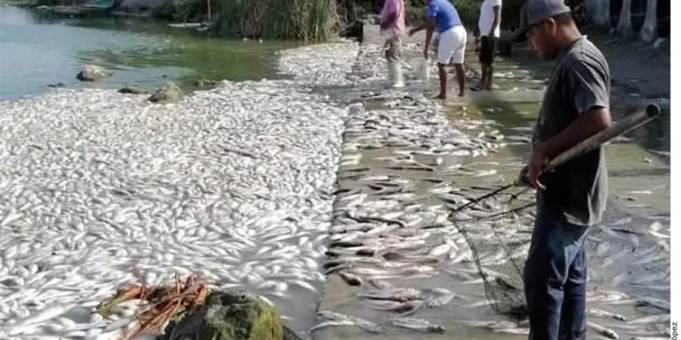 Muerte de peces en Veracruz y Tamaulipas fue por saladad, no por hidrocarburos: Conagua…