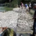 Muerte de peces en Veracruz y Tamaulipas fue por saladad, no por hidrocarburos: Conagua…